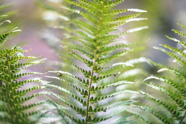 森林中的蕨类环境光透过树木图片下载