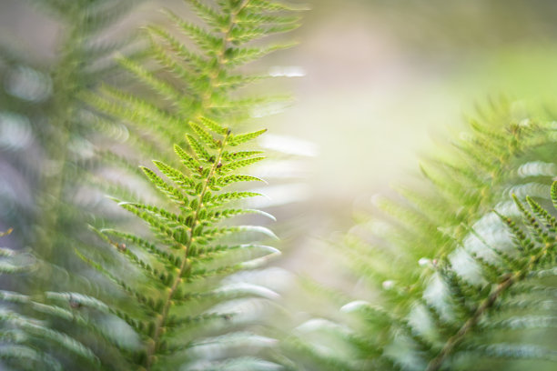 森林中的蕨类环境光透过树木图片下载