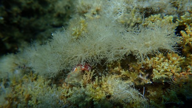 希腊，爱琴海，海下海藻图片下载