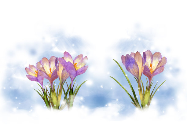 白雪皑皑的番红花的花图片下载