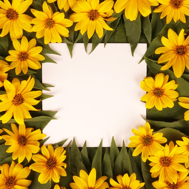 花，菊芋，菊芋，黄花和叶图片下载