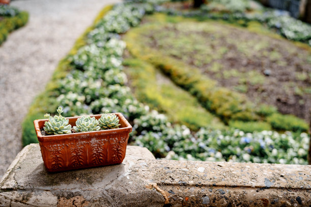 陶罐与月季多肉植物在花坛的背景下。图片下载