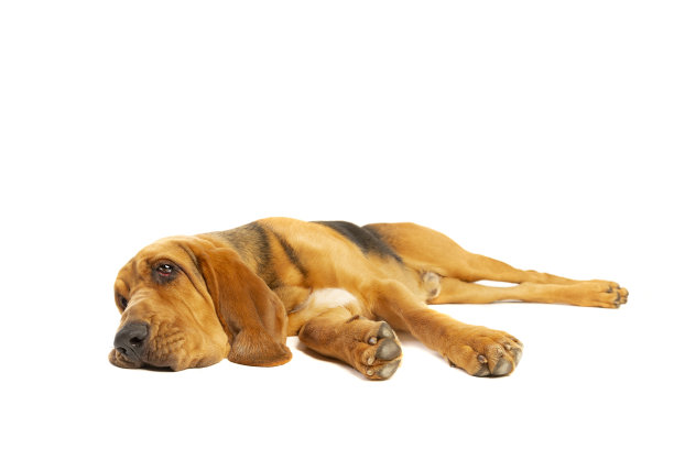 猎犬前面白图片下载