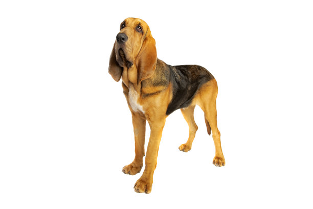 猎犬前面白图片下载