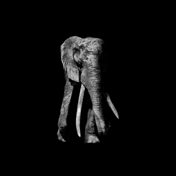 非洲象牛图片下载