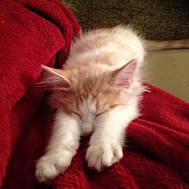 甜美的梦图片下载