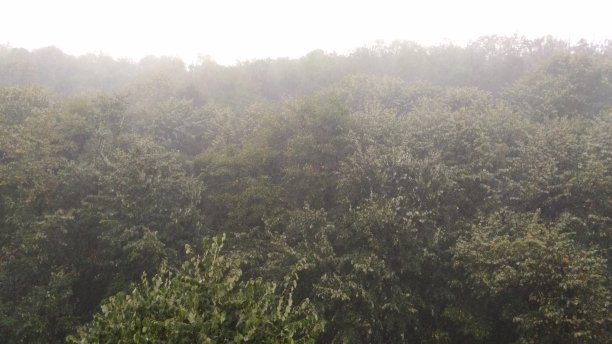 森林里正在下雨图片下载