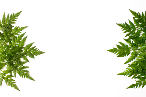 蕨绿色叶子孤立在白色背景顶视图与拷贝空间。植物自然平躺。生态、有机背景。股票的照片。图片下载