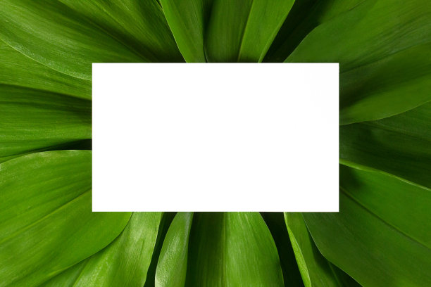 白色卡片与复制空间上的绿色热带树叶背景平铺顶视图。创意生态纸布局。模板，模型，空白的网站，社交媒体，广告与复制空间。库存图片图片下载