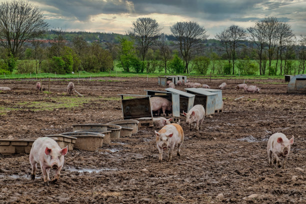丹麦，猪场散养景观图片下载