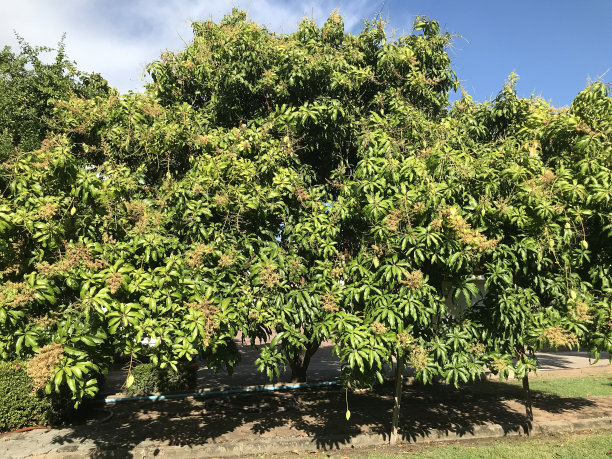 泰国芒果树的开花和果实。图片下载