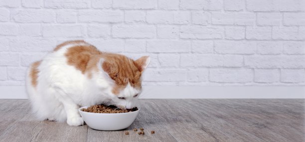 可爱的虎斑猫正在吃食碗里的干粮。全景图像与复制空间。图片下载