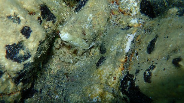 爱琴海下的雏菊海葵(有柄蜡样海葵)图片下载