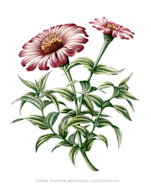 百日草花植物年份插图剪辑艺术孤立在白色的背景图片下载