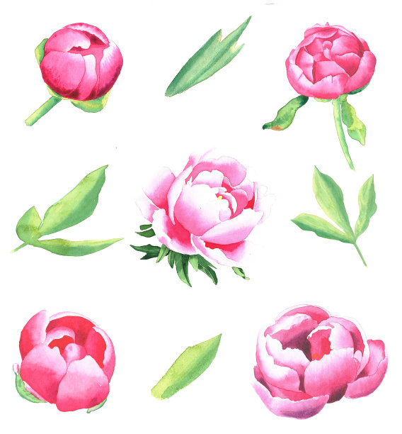 水彩牡丹图片下载