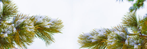 树枝被雪覆盖着图片下载