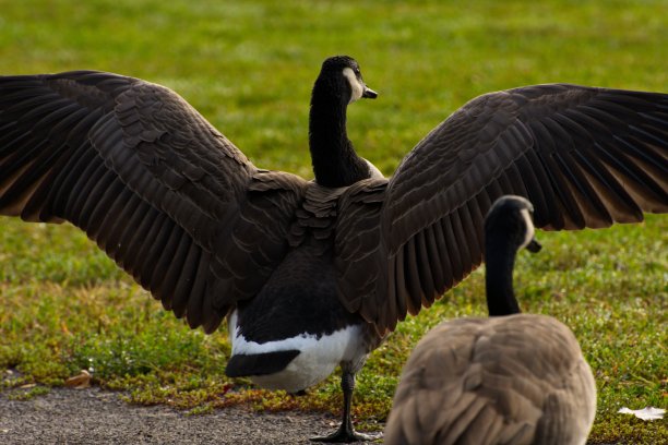 大雁展翅图片下载