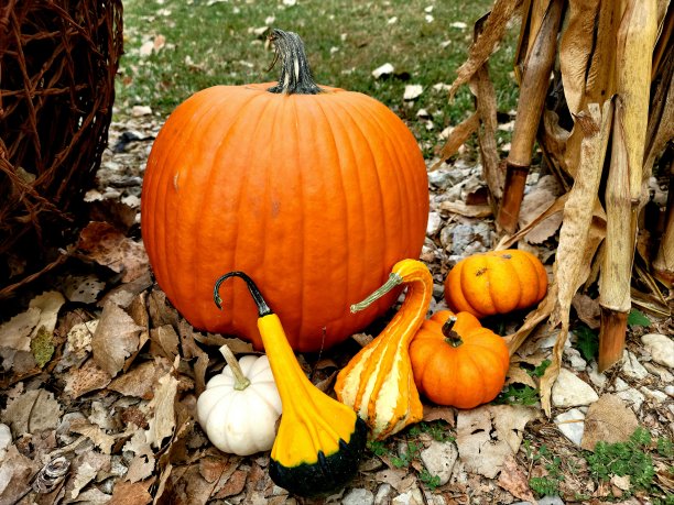 南瓜和葫芦图片下载