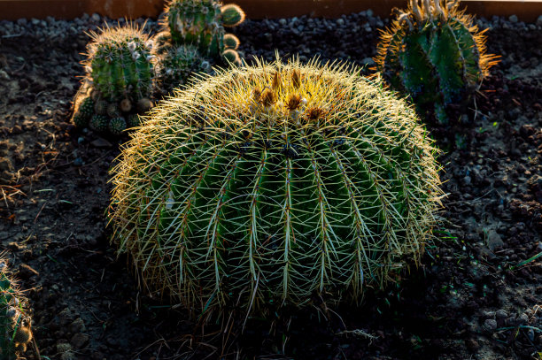 大的绿色的仙人掌。肉质植物。大计划。自然背景。植物。仙人掌冷嘲热讽。宏观照片图片下载