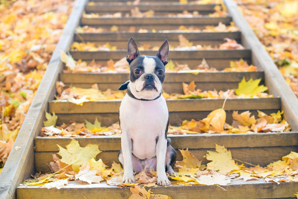 在金秋的森林里，一只年轻的波士顿梗犬戴着项圈，坐在彩色落叶的木制楼梯上。图片下载