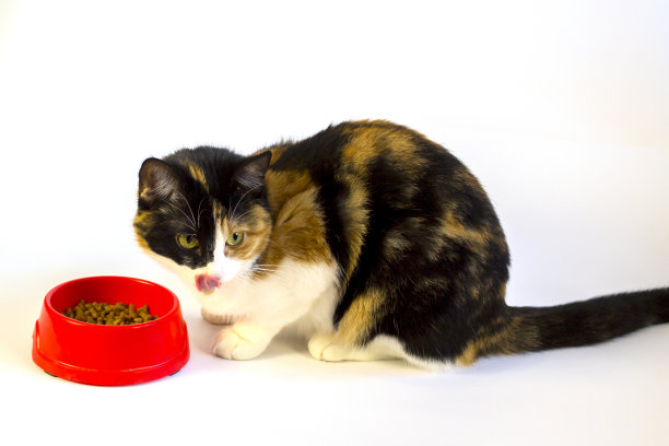 猫从碗里吃东西并舔嘴唇图片下载