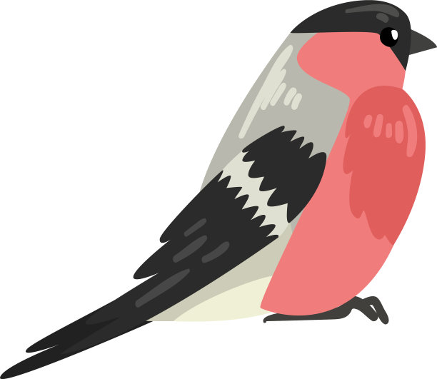 可爱的红腹灰雀冬天美丽的北方鸟图片下载