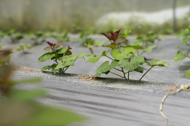 甘薯农场图片下载