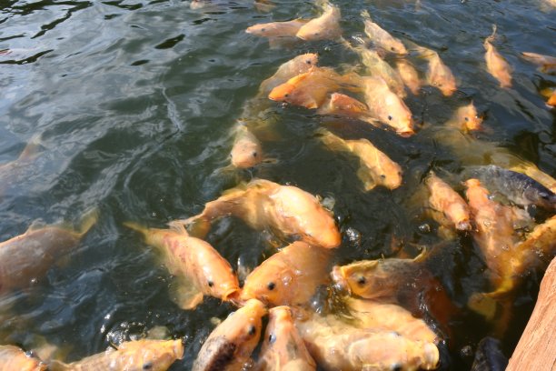 人工池塘养鱼图片下载