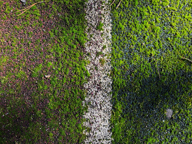 覆盖着森林里长满了亮绿色苔藓和地衣的旧篮球场图片下载