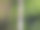 覆盖着森林里长满了亮绿色苔藓和地衣的旧篮球场图片下载