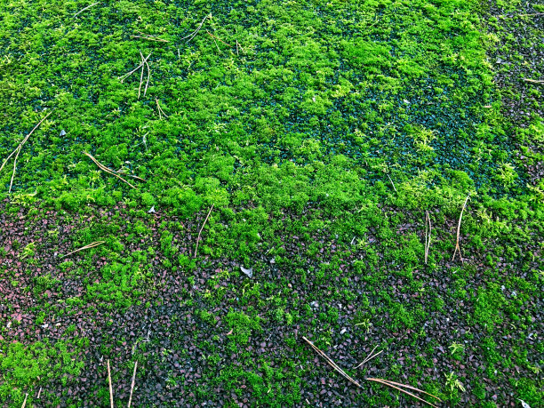 覆盖着森林里长满了亮绿色苔藓和地衣的旧篮球场图片下载