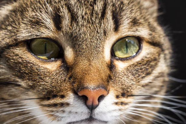 猫往窗外看图片下载