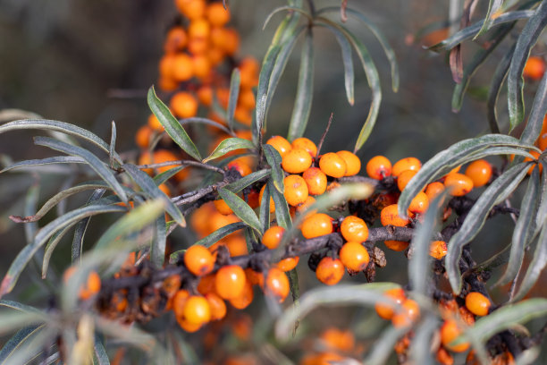 树上有成熟的沙棘浆果。秋收橙莓图片下载