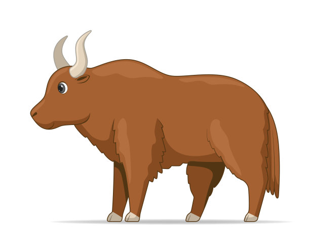 牦牛站在白色的背景上图片下载