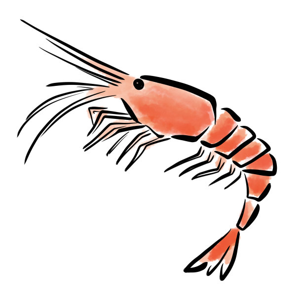 虾插图图片下载
