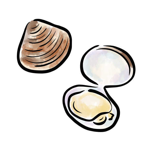 蛤壳插图图片下载