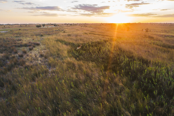 风景鸟瞰图鹿奔跑在乌克兰大草原图片下载