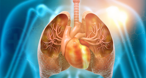 人类呼吸系统图片下载