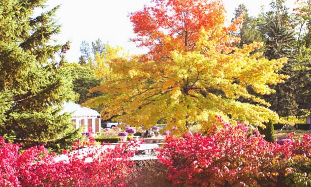 树在秋天图片下载