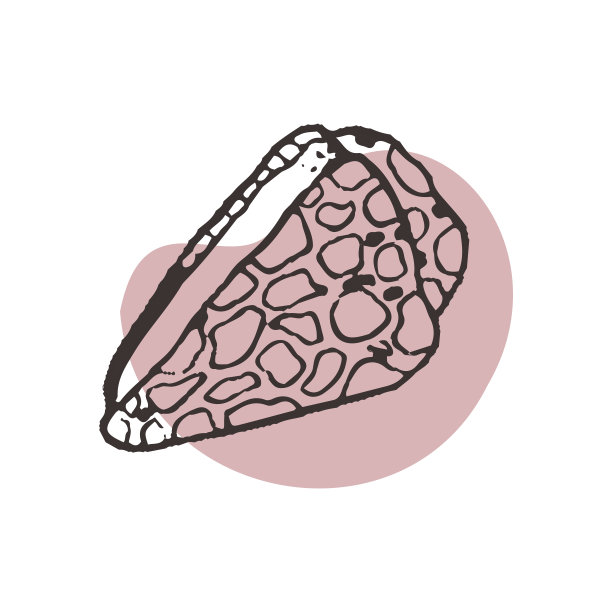 海贝圆锥素描风格，纹身。矢量插画为海洋餐厅的标志，设计带有海洋和海洋的纪念品，象征着海洋。美丽的贝壳在线条艺术风格图片下载