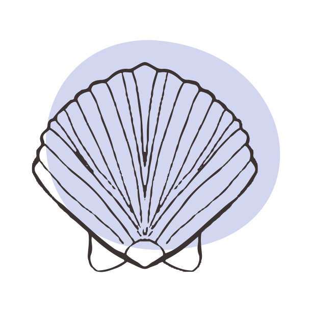 海贝扇贝素描，纹身。矢量插画为海洋餐厅的标志，设计带有海洋和海洋的纪念品，象征着海洋。美丽的贝壳在线条艺术图片下载