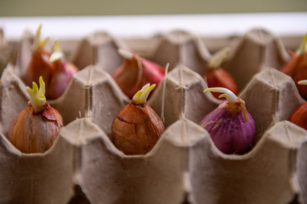 在蛋盘里生长大葱图片下载