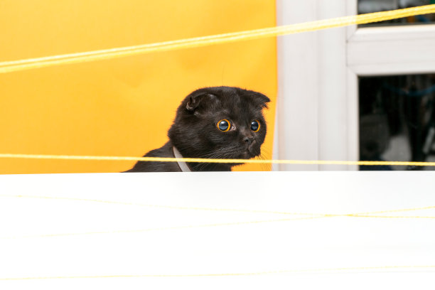 苏格兰折叠黑猫，大眼睛，困惑图片下载