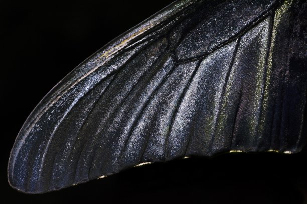 金凤蝶雄蝶的闭翅。图片下载