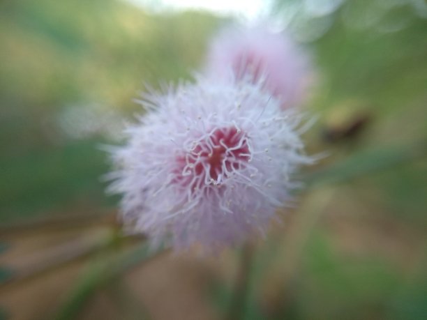 花朵特写图片下载