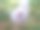 花朵特写图片下载