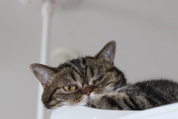 疲倦的美国短毛猫。图片下载