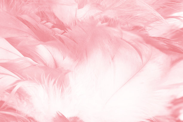 珊瑚粉复古色趋势羽毛纹理背景，空间自由图片下载