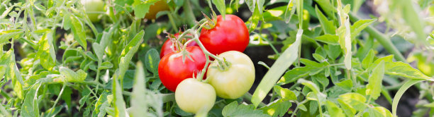 成熟的西红柿在床的背景。图片下载