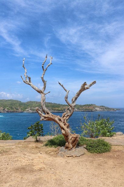 干木背后的美图片下载